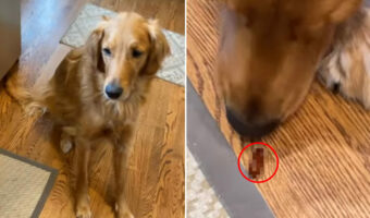 申し訳なさそうにしているゴールデンレトリバー。実はこの子、口の中に『あるもの』を隠していたのです!!【アメリカ・動画】