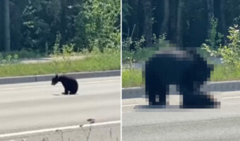 道路の真ん中に座り込んで動かない子グマ。ケガでも負っているのか、なかなか歩き出さない我が子を母グマが必死に誘導します【アメリカ・動画】