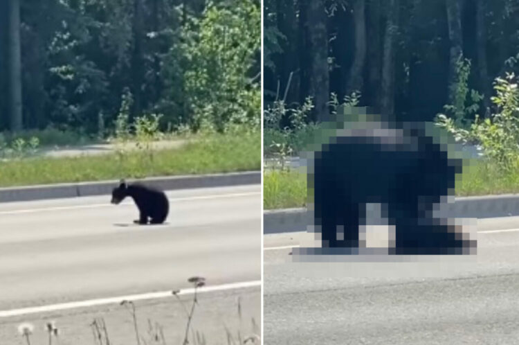 道路の真ん中に座り込んで動かない子グマ。ケガでも負っているのか、なかなか歩き出さない我が子を母グマが必死に誘導します【アメリカ・動画】