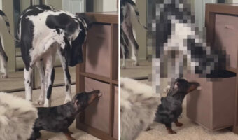 見事なチームワーク!棚からオモチャが入った箱を引っ張り出す小型犬。すると今度はそばにいた大型犬が・・・【アメリカ・動画】