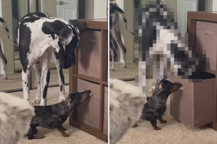 見事なチームワーク！棚からオモチャが入った箱を引っ張り出す小型犬。すると今度はそばにいた大型犬が・・・【アメリカ・動画】
