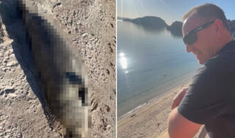 ビーチに寝転んでいたアザラシ。体をポリポリ掻きながらくつろぐこの子は、犬に吠えられてもどこ吹く風といった様子でした！【海外・動画】