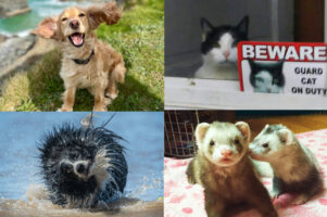 動物たちのおもしろショットが続々！『コメディ・ペット・フォトグラフィー・アワード2022』のエントリー作品が傑作揃いです！