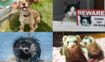動物たちのおもしろショットが続々！『コメディ・ペット・フォトグラフィー・アワード2022』のエントリー作品が傑作揃いです！