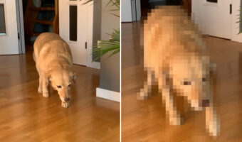 飼い主さんから「ここに来なさい」と呼ばれた犬。ところがこの子、なにやら後ろめたいことがあるらしく・・【海外・動画】