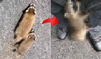 保護してくれた施設のスタッフさんにすっかり懐いたアライグマの赤ちゃんたち。スタッフさんの後をついていき、追いつくと・・【アメリカ・動画】