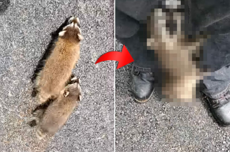 保護してくれた施設のスタッフさんにすっかり懐いたアライグマの赤ちゃんたち。スタッフさんの後をついていき、追いつくと・・【アメリカ・動画】