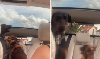 車内でじゃれあっていたところ、おとなしくするよう注意された愛犬たち。するとこの子たちは、人間の子どものような反応を見せました!【海外・動画】
