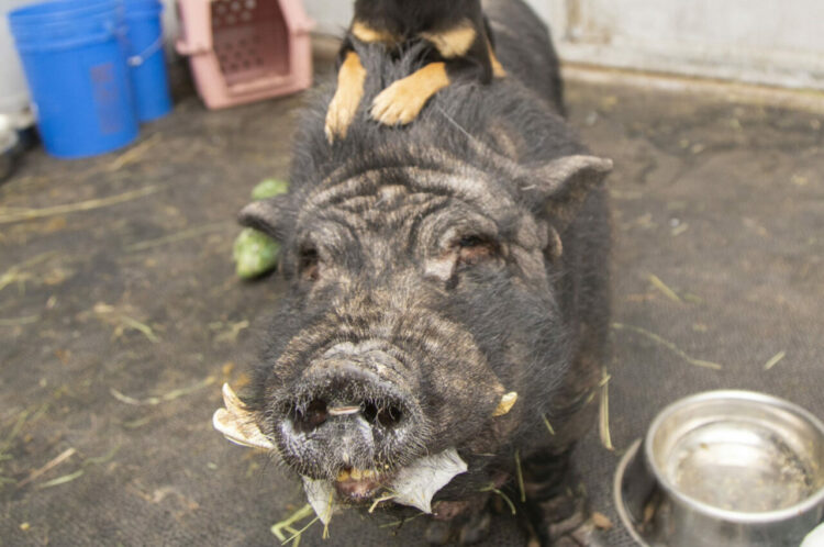 リアル『ライオンキング』！ティモンとプンバァを彷彿とさせる仲良しコンビがアリゾナの保護施設にいた！　