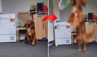 目指すはウィンブルドン?!テニスのラケットをくわえる犬。飼い主さんがボールを投げると・・・、スゴい動きを披露しました!