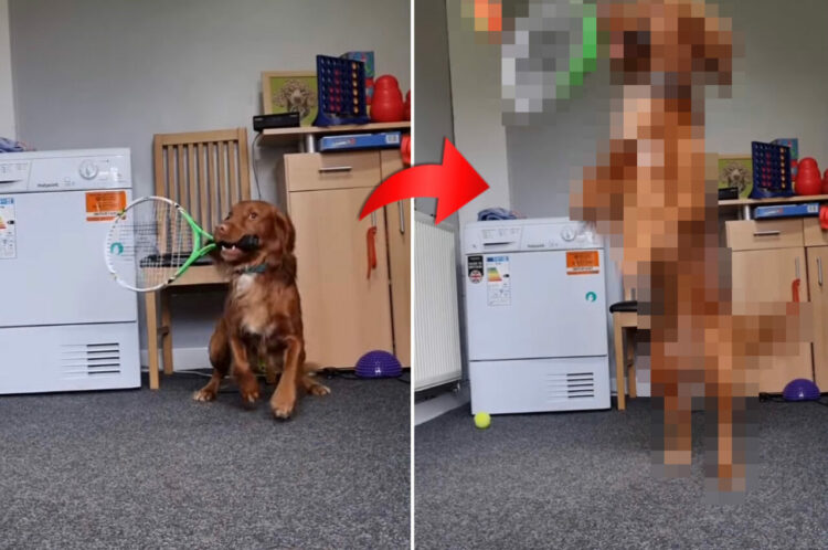 目指すはウィンブルドン？！テニスのラケットをくわえる犬。飼い主さんがボールを投げると・・・、スゴい動きを披露しました！