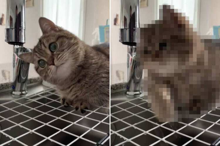 蛇口から落ちる水滴を捕まえたい猫。下から蛇口を覗き込んだり、前足を高速スイングさせて夢中で格闘していました！