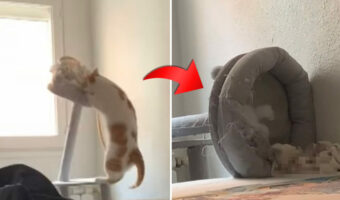 キャットタワーにぶら下がるヤンチャな遊びをする猫。その後キャットタワーが倒れてしまい・・、なんともシュールな結末に【海外・動画】