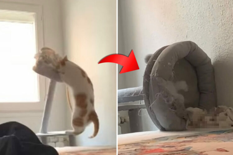 キャットタワーにぶら下がるヤンチャな遊びをする猫。その後キャットタワーが倒れてしまい・・、なんともシュールな結末に【海外・動画】