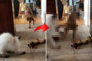 パパさんが投げたオモチャに飛びついた猫。子犬もオモチャに飛びかかってきたので譲ろうと後退りしたら・・・【海外・動画】