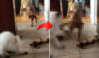 パパさんが投げたオモチャに飛びついた猫。子犬もオモチャに飛びかかってきたので譲ろうと後退りしたら・・・【海外・動画】