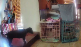 賢すぎるシュヌードル。おとなしくしている子犬たちのケージの扉を器用に開けてしまいました！！【海外・動画】