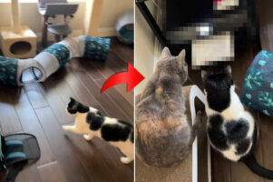 飼い主さんの「プリント」という声に反応して『ある場所』へ向かう猫たち。どうやら楽しい瞬間がやってきたようです！【アメリカ・動画】