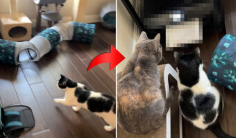 飼い主さんの「プリント」という声に反応して『ある場所』へ向かう猫たち。どうやら楽しい瞬間がやってきたようです!【アメリカ・動画】