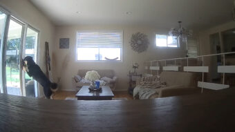 ペットカメラはすべてを見ていた！ケージから脱出した愛犬は、リビングの窓の鍵を開けると庭へと遊びに出ていきました！！【アメリカ・動画】