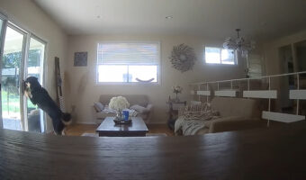 ペットカメラはすべてを見ていた!ケージから脱出した愛犬は、リビングの窓の鍵を開けると庭へと遊びに出ていきました!!【アメリカ・動画】