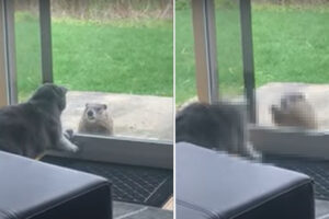 窓辺まで遊びに来たウッドチャックに興味津々の愛猫。窓越しにチョンチョンと叩いてみせると・・その後の展開にビックリ！【アメリカ・動画】