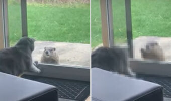 窓辺まで遊びに来たウッドチャックに興味津々の愛猫。窓越しにチョンチョンと叩いてみせると・・その後の展開にビックリ!【アメリカ・動画】