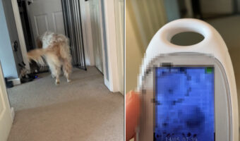 赤ちゃんの様子がどうしても気になるイングリッシュ・セッター。そのモーニングルーティンがとても愛情深いものでした【海外・動画】