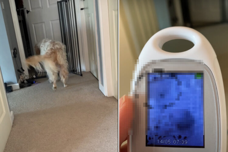 赤ちゃんの様子がどうしても気になるイングリッシュ・セッター。そのモーニングルーティンがとても愛情深いものでした【海外・動画】