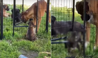 ペットケージから脱出を企てる子犬。そばにいたボクサー犬がドアを開けてくれましたが・・、ドアが高い位置にあるので出るのも大変！？【海外・動画】