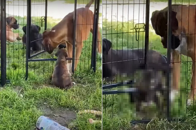 ペットケージから脱出を企てる子犬。そばにいたボクサー犬がドアを開けてくれましたが・・、ドアが高い位置にあるので出るのも大変！？【海外・動画】