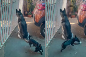 まさに三者三様！思い思いに時間を過ごす犬たち。狭いスペースながら、みんな個性が強く出ています！！【海外・動画】