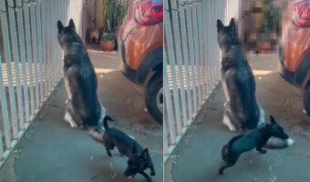 まさに三者三様!思い思いに時間を過ごす犬たち。狭いスペースながら、みんな個性が強く出ています!!【海外・動画】