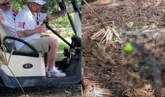 フロリダのゴルフ場だとよくあることだという困ったワンシーン。こうなったらもう諦めるしかなさそうです