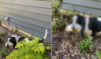 何か咥えてきたぞ？この子がくわえていたのは・・飼い主さんの身に覚えのない「あるもの」でした！！【アメリカ・動画】