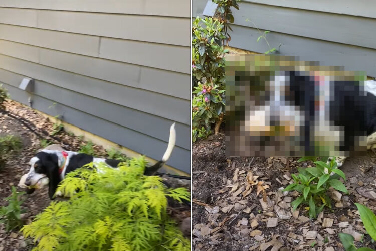 何か咥えてきたぞ？この子がくわえていたのは・・飼い主さんの身に覚えのない「あるもの」でした！！【アメリカ・動画】