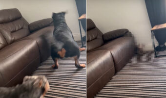 「地の利を得たぞ！」追いかけっこをする3匹の犬たち。追いかけられるダックスフンドは、その体型を活かせる無敵ポジションを発見したようです