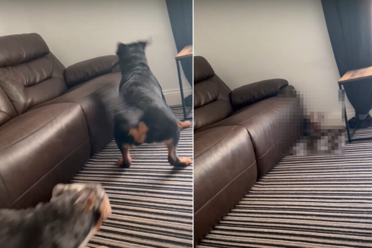 「地の利を得たぞ！」追いかけっこをする3匹の犬たち。追いかけられるダックスフンドは、その体型を活かせる無敵ポジションを発見したようです