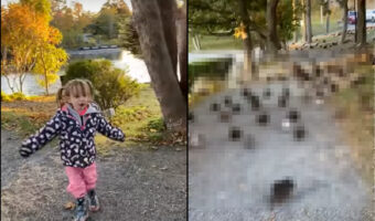 女の子は頼もしいリーダー?テクテク歩く女の子に付いていくようにして、その後ろにいたのは・・!!【海外・動画】