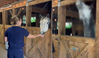 おやつをもらえて喜ぶ馬。頭を上下にシェイクさせるその姿は、まるでヘドバンをしているみたいです【アメリカ・動画】