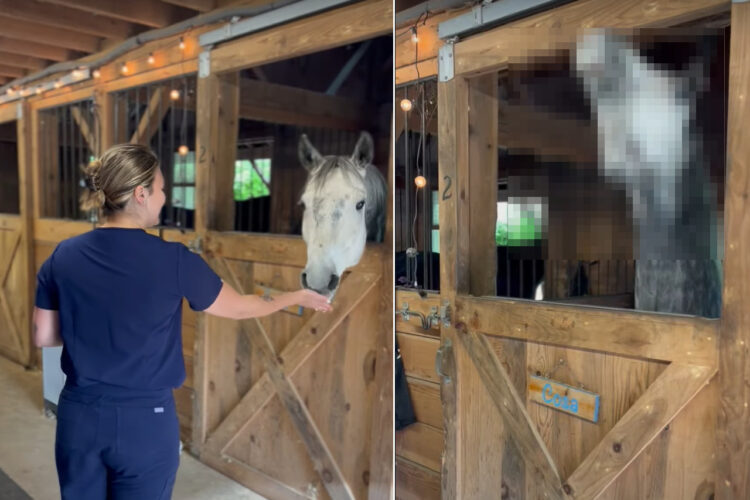 おやつをもらえて喜ぶ馬。頭を上下にシェイクさせるその姿は、まるでヘドバンをしているみたいです【アメリカ・動画】