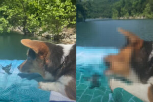 一緒に遊ぶ子犬とチョウチョ。子犬はか弱いチョウチョを叩かないように噛みつかないように気を使いながらも、楽しそうに遊んでいます