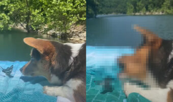 一緒に遊ぶ子犬とチョウチョ。子犬はか弱いチョウチョを叩かないように噛みつかないように気を使いながらも、楽しそうに遊んでいます