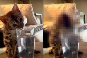 「もともとそのつもりでしたけど？」水の入ったグラスをかじる子猫。勢い余って水に顔をつけると、この失敗を隠すように・・【アメリカ・動画】