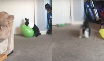 風船と戯れていたウサギ。ところがのしかかって体重をかけた次の瞬間、ウサギもビックリなハプニングが！！【海外・動画】