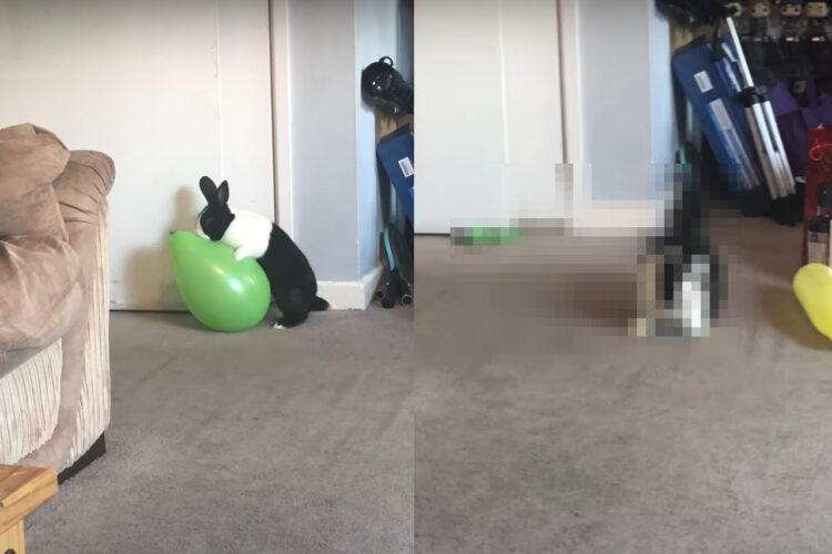 風船と戯れていたウサギ。ところがのしかかって体重をかけた次の瞬間、ウサギもビックリなハプニングが！！【海外・動画】
