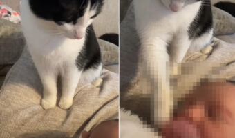 子猫が赤ちゃんを見守っていて尊い・・、なんて思ったら。なんとこの子猫、とんでもないことを企てていたのです！！【アメリカ・動画】