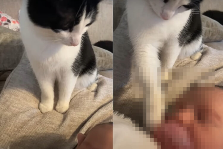 子猫が赤ちゃんを見守っていて尊い・・、なんて思ったら。なんとこの子猫、とんでもないことを企てていたのです！！【アメリカ・動画】