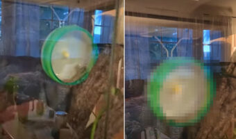 ヤモリの運動不足解消のためハムスター用回し車を設置した結果・・。どうやら気に入ってくれたみたいです!!【アメリカ・動画】