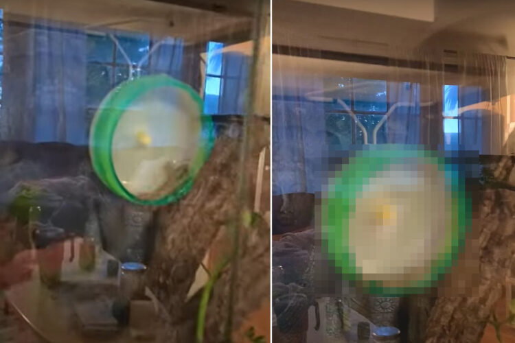 ヤモリの運動不足解消のためハムスター用回し車を設置した結果・・。どうやら気に入ってくれたみたいです！！【アメリカ・動画】